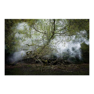 Between the Trees 13, Ellie Davies, 2014 For Sale