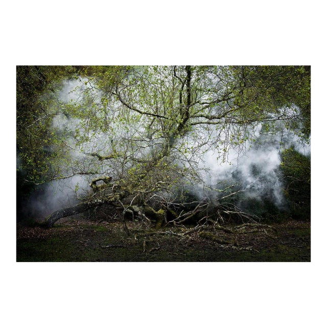 Between the Trees 13, Ellie Davies, 2014 For Sale