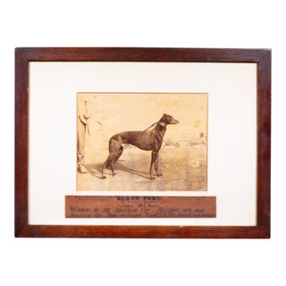 Antique 1899 Waterloo Cup Greyhound Racing Photograph–"Black Fury"–Framed For Sale