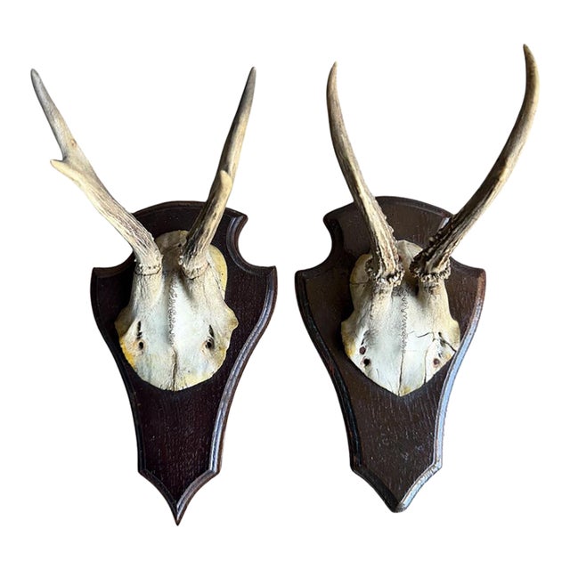 1930s Pair of Roe Deer Trophies 137, Black Forest Antlers For Sale