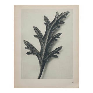 Original Karl Blossfeldt Photogravure Botanical Print For Sale