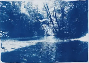 2020 Kind of Cyan, Contemporary Cyanotype of Scandinavian Enchanted Forest