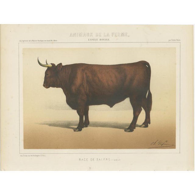 Borie, Salers Ox, French Cattle Breed, 1863, Chromolithograph For Sale - Image 3 of 9