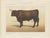 Borie, Salers Ox, French Cattle Breed, 1863, Chromolithograph For Sale - Image 3 of 9