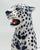 White Leopard Statue in Ceramic by Ceramic Boxer For Sale - Image 4 of 8
