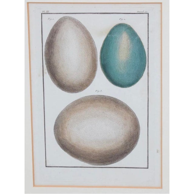 Set of 8 Antique 18th & 19th C Oological Engraving Prints of Eggs & Nests. The set includes works by Adam Ludwig Wirsing's...