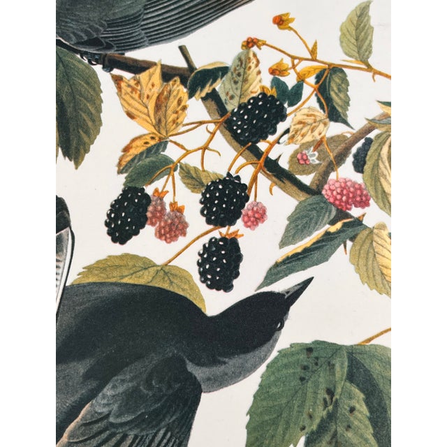 1960s 1964 Audubon Folio Lithograph Great Bird Paintings - "Cat Bird" 17x14 For Sale - Image 5 of 8