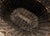 Early 20th Century French Champagne Grape Vineyard Harvest Woven Wicker Basket For Sale - Image 5 of 18