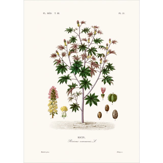 A beautiful and seldom-seen set of 2 antique lithographs from The Vegetable Kingdom, illustrated by G. Dupuis and dating...