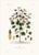 A beautiful and seldom-seen set of 2 antique lithographs from The Vegetable Kingdom, illustrated by G. Dupuis and dating...