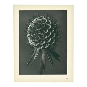 1928 Phacelia Tanacetifolia, Original Period Photogravure N91 Karl Blossfeldt