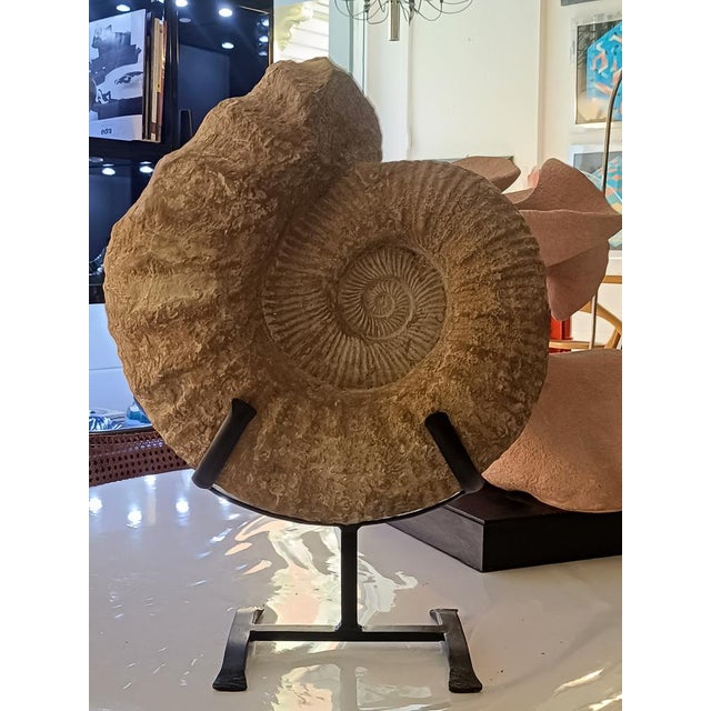 A magnificent ammonite fossil, elegantly mounted on an iron base, making it an extraordinary piece for both collectors and...
