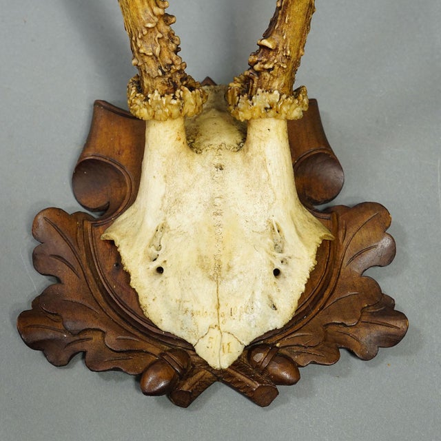 Set of Six Antique Roe Deer Trophies, Germany Ca. 1890s / 1900s For Sale - Image 10 of 10