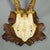 Set of Six Antique Roe Deer Trophies, Germany Ca. 1890s / 1900s For Sale - Image 10 of 10