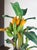 Mid-Century Hand-Carved Wooden Banana Tree Sculpture, South America, 1950s For Sale - Image 4 of 18