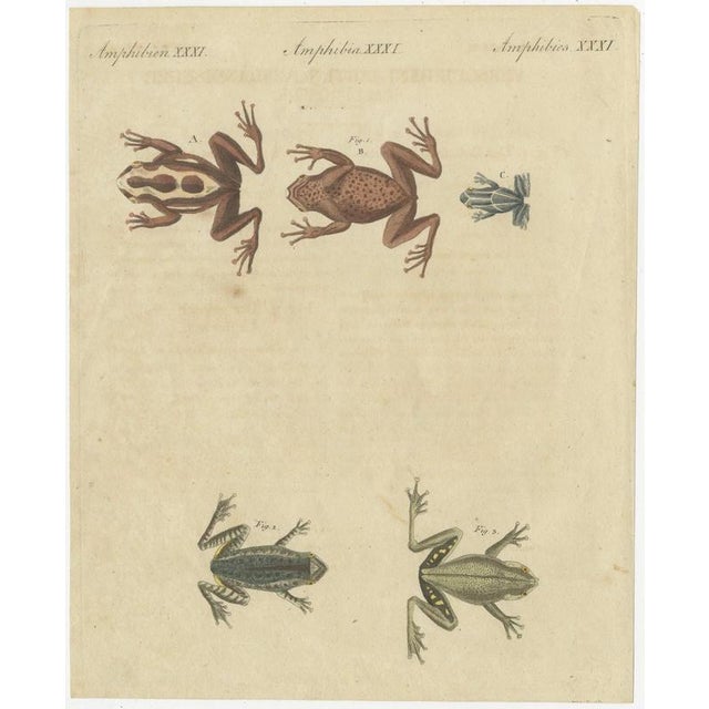 Bertuch, Five Frogs Including a Striped Frog, 1815, Print For Sale - Image 3 of 12