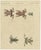 Bertuch, Five Frogs Including a Striped Frog, 1815, Print For Sale - Image 3 of 12