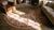 Particular Combination of Soft Colors in a Oval Chinese Art Deco Rug With Foliate Pattern For Sale - Image 10 of 12