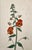Late 18th Century Antique Original Hand Colored Curtis Floral Botanical Etching 1798 For Sale - Image 5 of 5