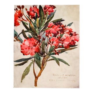 1905 Italian Original Print - Study of Pink Oleander Blossom - From Book Florence & Some Tuscan Cities (1905) For Sale