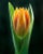 This ia a Macro Botanical Photograph of a Yellow Tulip just as it's opening. It is printed on Archival Fine Art Paper.
