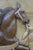 Wood Late 20th Century Chinese Carved Walnut Bole Xiang Ma Selecting a Horse Plaque 27" For Sale - Image 7 of 11