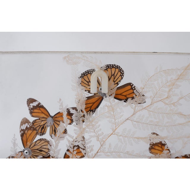 Vintage 1970s Botanical Butterly Taxidermy Acrylic Box Wallhanging For Sale - Image 11 of 11
