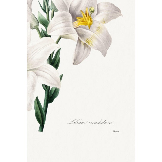 Madonna Lily, Vintage Botanical Art Print Reproduction by Pierre-Joseph Redouté, 16" X 24" For Sale - Image 10 of 10