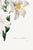 Madonna Lily, Vintage Botanical Art Print Reproduction by Pierre-Joseph Redouté, 16" X 24" For Sale - Image 10 of 10