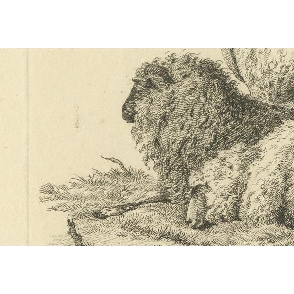 Oberman, Three Sheep Resting, 1810, Etching on Paper For Sale - Image 3 of 9