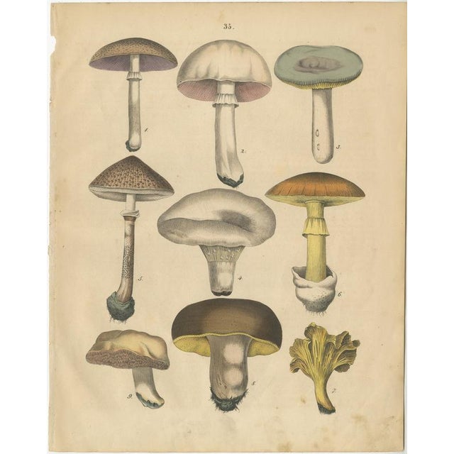 Calwer, Herbs and Mushrooms Botanical Plates, Natural History Set, 1852, Prints, Set of 3 For Sale - Image 3 of 9