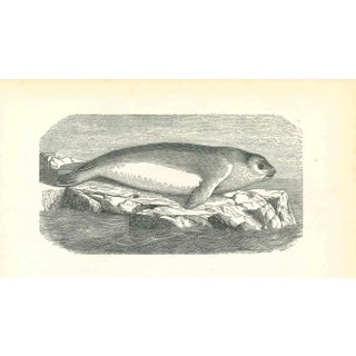 Paul Gervais, The Seal, Original Lithograph, 1854 For Sale