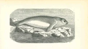 Paul Gervais, The Seal, Original Lithograph, 1854