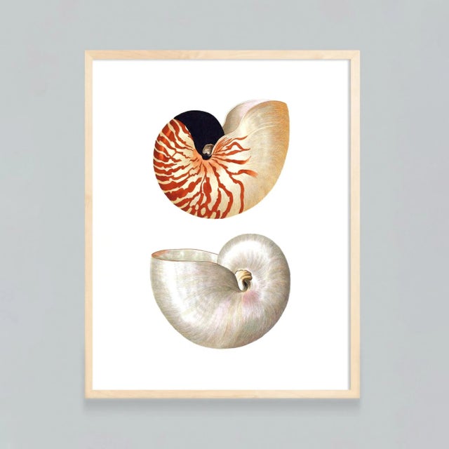 These shells have been remastered from an 1766 German book of Coastal Curiosities. Unframed print on 100% cotton archival...