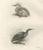 After Lilian Medland, Young Night Heron, 1909, Print For Sale - Image 9 of 9
