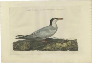 Sepp & Nozeman, Bird Illustration of the Common Tern, 1789, Print