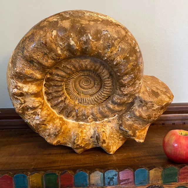 Large Ammonite Fossil Unique Accent For Sale - Image 10 of 16