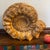 Large Ammonite Fossil Unique Accent For Sale - Image 10 of 16