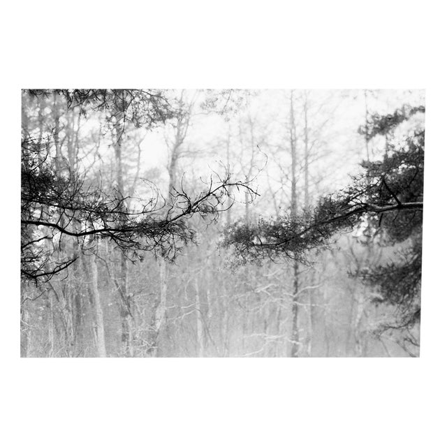 Baltic Pine Forest -Black and White Analogue Photography, Limited Edition of 20. 2023 For Sale