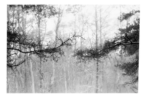 Baltic Pine Forest -Black and White Analogue Photography, Limited Edition of 20. 2023