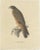 Severeyns, Grasshopper Buzzard, 1850, Paper For Sale
