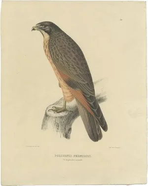 Severeyns, Grasshopper Buzzard, 1850, Paper