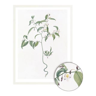 Celerie Kemble Curated Australian Botanical VII (40x60) in White Frame For Sale