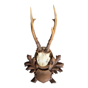 Roe Deer Trophy 158 Black Forest Antlers Mount