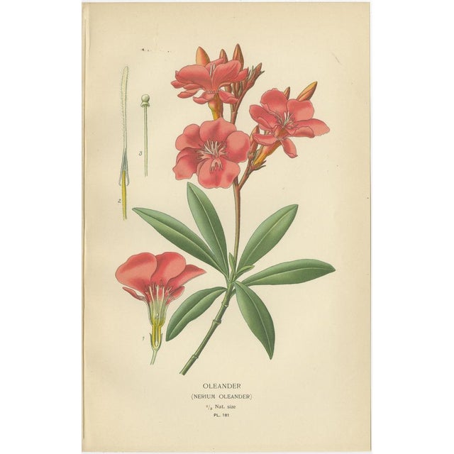 Botanical Prints, 1897, Paper, Set of 3 For Sale - Image 3 of 7