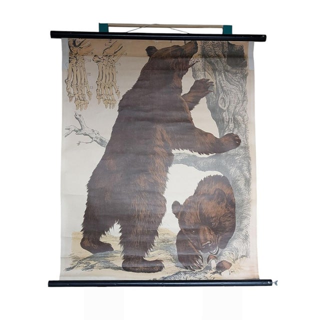 School Poster with Bears from JF Schreiber München, 1920s-1940s For Sale - Image 6 of 6