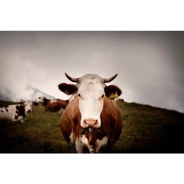 Cow by Andrea Buzzichelli, 24" x 36" Unframed Cow by Andrea Buzzichelli Print, 24" x 36"
