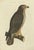 Sepp & Nozeman, Common Buzzard, 1829, Paper For Sale
