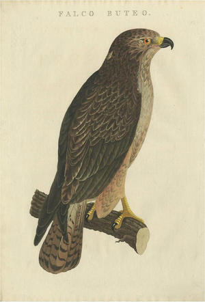 Sepp & Nozeman, Common Buzzard, 1829, Paper