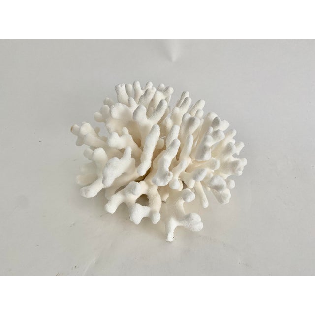 Chinoiserie Natural Pacific Elkhorn Coral Specimen For Sale - Image 3 of 6